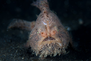 Striped Frogfish on Black Sand