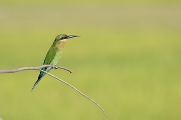 A beautiful bird Blue tailed Bee eater on a branch