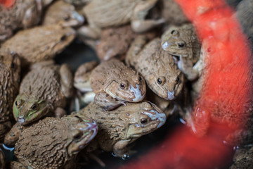 frog in the basin for sale