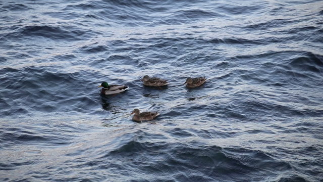 Ducks swim in the sea in winter, birds on the beach