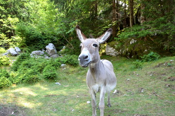 Donkey
