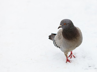  pigeon in the city street, winter time
