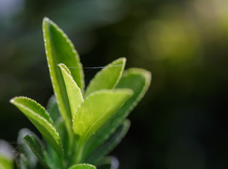green tea shoot in the morning