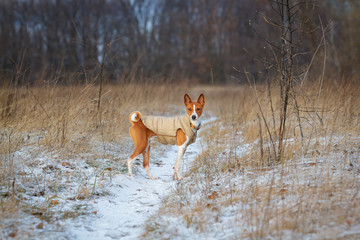 Naklejka na ściany i meble Basenji dog walks in the field. Winter is not a lot of snow on t