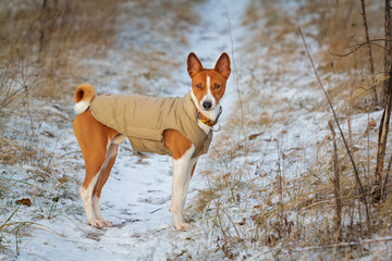 Basenji dog walks in the field. Winter is not a lot of snow on t