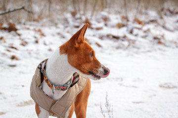 Basenji dog walks in the field. Winter is not a lot of snow on t