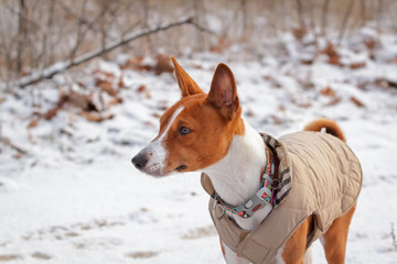 Basenji dog walks in the field. Winter is not a lot of snow on t