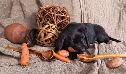 labrador puppy eating potatoes © annatronova