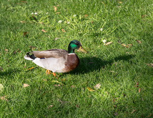 green head duck walking on the lawn
