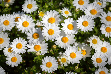 daisy flower as an ornamental plant in the garden