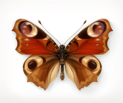 Butterfly, vector icon