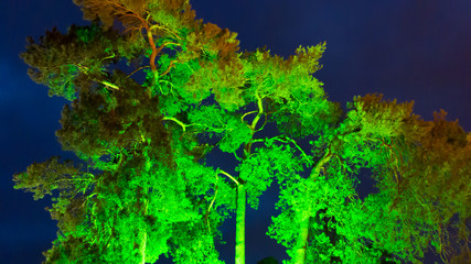 Illuminated crone branches and leaves of old tree with deep blue sky at nightfall
