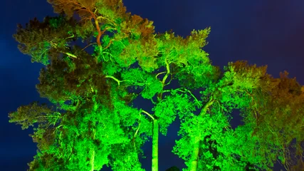 Fototapeten Illuminated crone branches and leaves of old tree with deep blue sky at nightfall © TasfotoNL