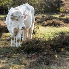 Obraz premium Portrait of Charolais cow in the fields of the south heath near Hilversum in Gooi District, Netherlands