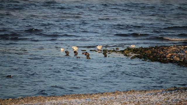 Ducks swim in the sea in winter, birds on the beach