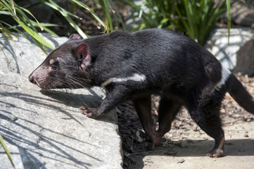  tasmanian devil in the island state of Tasmania,Australia.