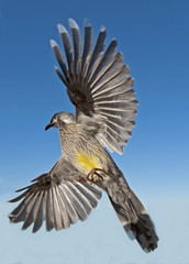  wattle bird in full flight.