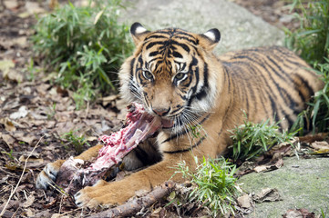  Sumatran Tiger feeding on raw meat.