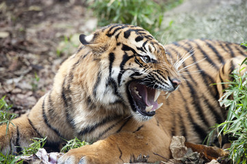  Sumatran Tiger feeding on raw meat.