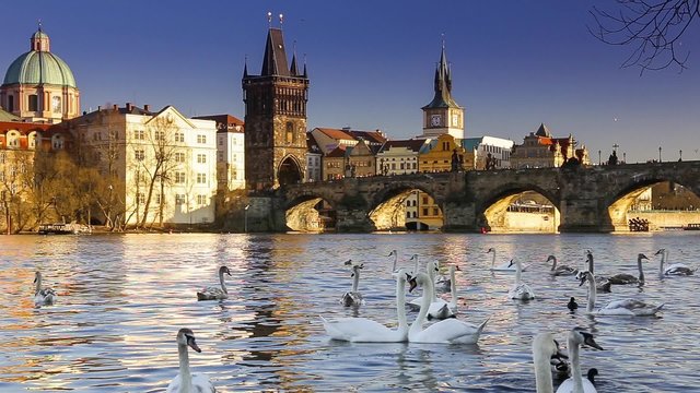 View on Charles bridge and Swans on Vltava river in Prague