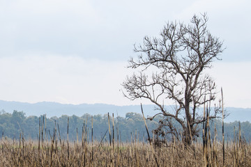forest in nation park and blue background