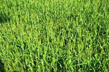 Asian rice grow Paddy fields in thailand and blue sky is backgro