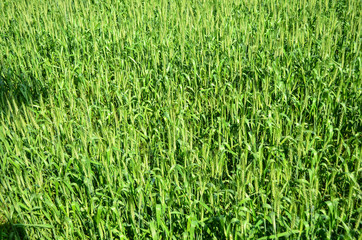 Asian rice grow Paddy fields in thailand and blue sky is backgro