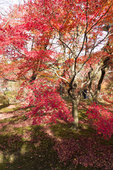 紅葉　通天橋庭園　東福寺