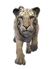 White Tiger hunting, animal isolated on white background