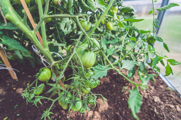 Grow tomatoes in a greenhouse