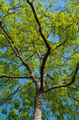 GREEN LEAF BACKGROUND and  blue sky.