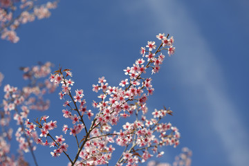 Cherry blossom, sakura flowers