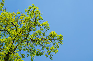 Fototapeta premium GREEN LEAF BACKGROUND and blue sky.