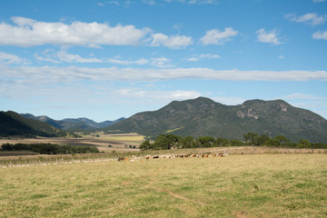 Las vacas están en el campo verde y con mucha luz natural.