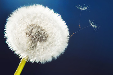 Closeup photo is dandelion in a sun light.