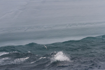 Fulmar skimming water