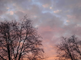 Obraz na płótnie Canvas winterliche Bäume und leicht bewölkter Himmel am frühen Morgen - kurz nach Sonnenaufgang