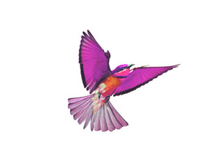 Fototapeta premium Bird in flight isolated on white background