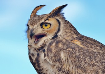 Great Horned Owl