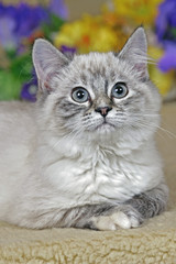 Siamese cross Kitten sitting in house