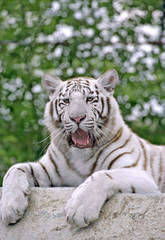 White Bengal Tiger sitting on rock.