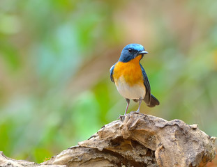 Bird (Hill Blue Flycatcher) , Thailand
