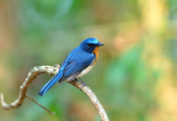 Bird (Hill Blue Flycatcher) , Thailand