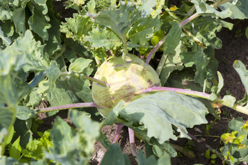 kohlrabi cabbage in a garden