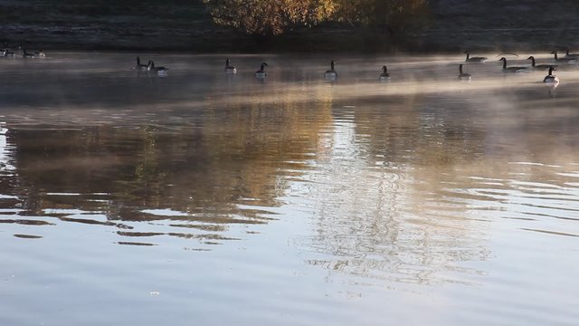 Geese in a pond with mist