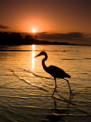 Heron walking along beach at sunset