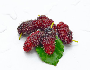 mulberry 