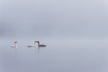 Three swans in the fog