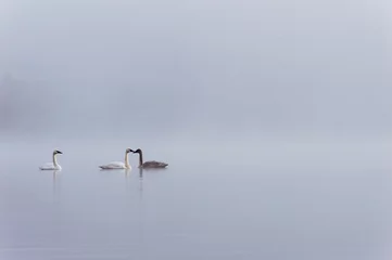 Papier Peint photo Cygne Three swans in the fog