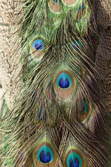The peacock's feathers